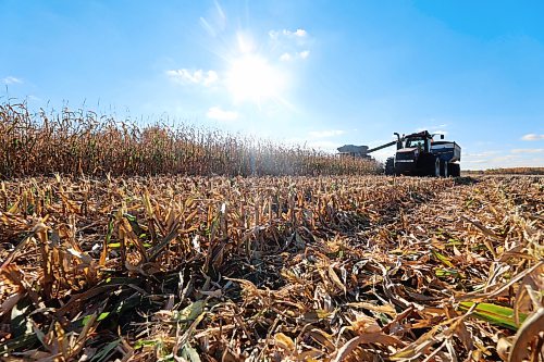 Darren Toews combines corn last week during weather conditions that he described as perfect. (Connor McDowell/The Brandon Sun)