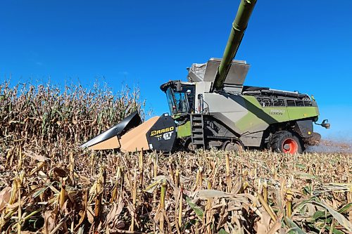 Darren Toews steers a combine through a corn field at his family's farm near MacGregor last week. (Connor McDowell/The Brandon Sun)
