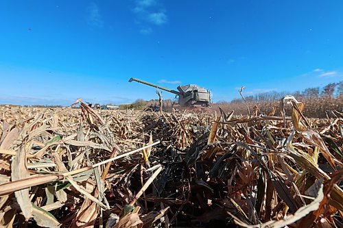 A combine rolls in a corn field during harvest. (Connor McDowell/The Brandon Sun)