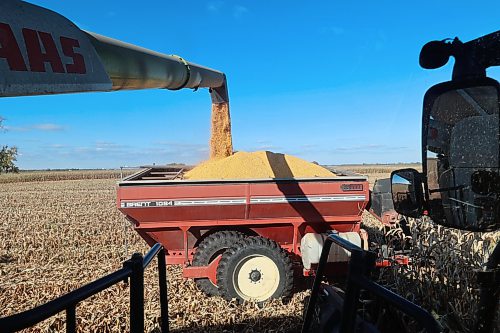 A combine dumps its corn into a grain bin. Darren Toews said that the colour of the crop was perfect. (Connor McDowell/The Brandon Sun)