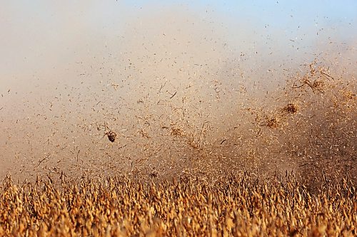 Chaff spits out of the back of a combine as it harvests soybeans during the Acres of Hope Rivers and Oak River community harvest in support of the Canadian Foodgrains Bank at a field east of Rivers on Monday. Farmers from the area came together to harvest approximately 155 acres of soybeans, which will be sold at market with the proceeds going to the CFB. CFB has close to three dozen growing projects in Manitoba this year. The Acres of Hope harvest is the last of CFB project harvests for 2026. The CFB works to help provide resources in food insecure areas around the world with the aim of ending ending hunger. Dozens of volunteers are involved in the Acres of Hope project, donating time, seed, chemicals, equipment and anything else needed for the project. Six combines took part in the harvest on Monday, as well as grain carts and grain trucks. Combines harvest soybeans during the Acres of Hope Rivers and Oak River community harvest in support of the Canadian Foodgrains Bank at a field east of Rivers on Monday. Farmers from the area came together to harvest approximately 155 acres of soybeans, which will be sold at market with the proceeds going to the CFB. CFB has close to three dozen growing projects in Manitoba this year. The Acres of Hope harvest is the last of CFB project harvests for 2026. The CFB works to help provide resources in food insecure areas around the world with the aim of ending ending hunger. Dozens of volunteers are involved in the Acres of Hope project, donating time, seed, chemicals, equipment and anything else needed for the project. Six combines took part in the harvest on Monday, as well as grain carts and grain trucks.
(Tim Smith/The Brandon Sun)
