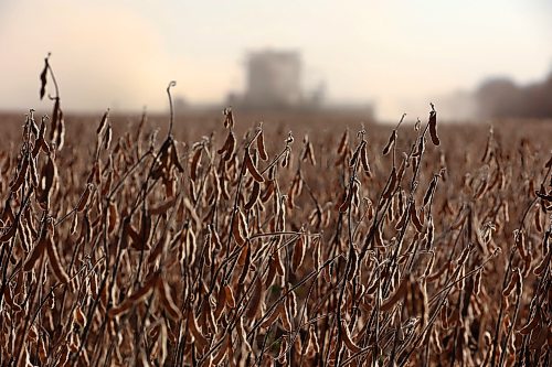 A combine harvests soybeans during the Acres of Hope Rivers and Oak River community harvest in support of the Canadian Foodgrains Bank at a field east of Rivers on Monday. Farmers from the area came together to harvest approximately 155 acres of soybeans, which will be sold at market with the proceeds going to the CFB. CFB has close to three dozen growing projects in Manitoba this year. The Acres of Hope harvest is the last of CFB project harvests for 2026. The CFB works to help provide resources in food insecure areas around the world with the aim of ending ending hunger. Dozens of volunteers are involved in the Acres of Hope project, donating time, seed, chemicals, equipment and anything else needed for the project. Six combines took part in the harvest on Monday, as well as grain carts and grain trucks. Combines harvest soybeans during the Acres of Hope Rivers and Oak River community harvest in support of the Canadian Foodgrains Bank at a field east of Rivers on Monday. Farmers from the area came together to harvest approximately 155 acres of soybeans, which will be sold at market with the proceeds going to the CFB. CFB has close to three dozen growing projects in Manitoba this year. The Acres of Hope harvest is the last of CFB project harvests for 2026. The CFB works to help provide resources in food insecure areas around the world with the aim of ending ending hunger. Dozens of volunteers are involved in the Acres of Hope project, donating time, seed, chemicals, equipment and anything else needed for the project. Six combines took part in the harvest on Monday, as well as grain carts and grain trucks.
(Tim Smith/The Brandon Sun)