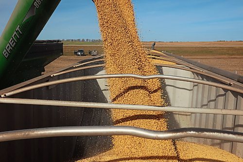 Soybeans are emptied from a combine into a grain truck during the Acres of Hope Rivers and Oak River community harvest in support of the Canadian Foodgrains Bank at a field east of Rivers on Monday. Farmers from the area came together to harvest approximately 155 acres of soybeans, which will be sold at market with the proceeds going to the CFB. CFB has close to three dozen growing projects in Manitoba this year. The Acres of Hope harvest is the last of CFB project harvests for 2026. The CFB works to help provide resources in food insecure areas around the world with the aim of ending ending hunger. Dozens of volunteers are involved in the Acres of Hope project, donating time, seed, chemicals, equipment and anything else needed for the project. Six combines took part in the harvest on Monday, as well as grain carts and grain trucks. Combines harvest soybeans during the Acres of Hope Rivers and Oak River community harvest in support of the Canadian Foodgrains Bank at a field east of Rivers on Monday. Farmers from the area came together to harvest approximately 155 acres of soybeans, which will be sold at market with the proceeds going to the CFB. CFB has close to three dozen growing projects in Manitoba this year. The Acres of Hope harvest is the last of CFB project harvests for 2026. The CFB works to help provide resources in food insecure areas around the world with the aim of ending ending hunger. Dozens of volunteers are involved in the Acres of Hope project, donating time, seed, chemicals, equipment and anything else needed for the project. Six combines took part in the harvest on Monday, as well as grain carts and grain trucks.
(Tim Smith/The Brandon Sun)

