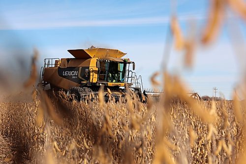 A combine harvests soybeans during the Acres of Hope Rivers and Oak River community harvest in support of the Canadian Foodgrains Bank at a field east of Rivers on Monday. Farmers from the area came together to harvest approximately 155 acres of soybeans, which will be sold at market with the proceeds going to the CFB. CFB has close to three dozen growing projects in Manitoba this year. The Acres of Hope harvest is the last of CFB project harvests for 2026. The CFB works to help provide resources in food insecure areas around the world with the aim of ending ending hunger. Dozens of volunteers are involved in the Acres of Hope project, donating time, seed, chemicals, equipment and anything else needed for the project. Six combines took part in the harvest on Monday, as well as grain carts and grain trucks. Combines harvest soybeans during the Acres of Hope Rivers and Oak River community harvest in support of the Canadian Foodgrains Bank at a field east of Rivers on Monday. Farmers from the area came together to harvest approximately 155 acres of soybeans, which will be sold at market with the proceeds going to the CFB. CFB has close to three dozen growing projects in Manitoba this year. The Acres of Hope harvest is the last of CFB project harvests for 2026. The CFB works to help provide resources in food insecure areas around the world with the aim of ending ending hunger. Dozens of volunteers are involved in the Acres of Hope project, donating time, seed, chemicals, equipment and anything else needed for the project. Six combines took part in the harvest on Monday, as well as grain carts and grain trucks.
(Tim Smith/The Brandon Sun)