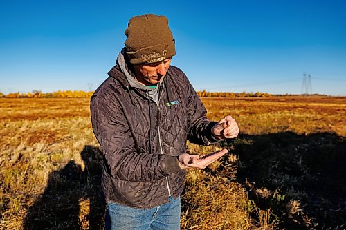 MIKE DEAL / FREE PRESS
Nick Matheson on one of his flax fields that was severely damaged by flooding.
Nick Matheson owner of Grangewood Farms and a grain and cattle farmer south of Stonewall. His entire season was upended during the extreme June rainstorm and he’s still dealing with the residual effects of the excess moisture.
reporter: Eva Wasney
261019 - Monday, October 19, 2026.