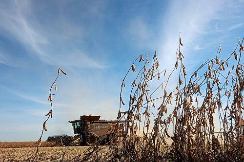 A combine harvests soybeans during the Acres of Hope Rivers and Oak River community harvest in support of the Canadian Foodgrains Bank at a field east of Rivers last week. Farmers from the area came together to harvest approximately 155 acres of soybeans, which will be sold at market with the proceeds going to the CFB. CFB has close to three dozen growing projects in Manitoba this year. The Acres of Hope harvest is the last of CFB project harvests for 2026. The CFB works to help provide resources in food insecure areas around the world with the aim of ending ending hunger. Dozens of volunteers are involved in the Acres of Hope project, donating time, seed, chemicals, equipment and anything else needed for the project. Six combines took part in the harvest on Monday, as well as grain carts and grain trucks. Combines harvest soybeans during the Acres of Hope Rivers and Oak River community harvest in support of the Canadian Foodgrains Bank at a field east of Rivers on Monday. Farmers from the area came together to harvest approximately 155 acres of soybeans, which will be sold at market with the proceeds going to the CFB. CFB has close to three dozen growing projects in Manitoba this year. The Acres of Hope harvest is the last of CFB project harvests for 2026. The CFB works to help provide resources in food insecure areas around the world with the aim of ending ending hunger. Dozens of volunteers are involved in the Acres of Hope project, donating time, seed, chemicals, equipment and anything else needed for the project. Six combines took part in the harvest on Monday, as well as grain carts and grain trucks.
(Tim Smith/The Brandon Sun)
