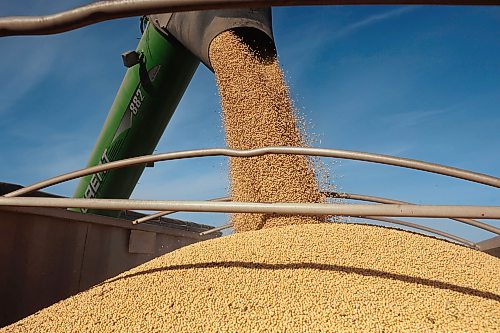 Soybeans are emptied from a combine into a grain truck during the Acres of Hope Rivers and Oak River community harvest in support of the Canadian Foodgrains Bank at a field east of Rivers last week. Farmers from the area came together to harvest approximately 155 acres of soybeans, which will be sold at market with the proceeds going to the CFB. CFB has close to three dozen growing projects in Manitoba this year. The Acres of Hope harvest is the last of CFB project harvests for 2026. The CFB works to help provide resources in food insecure areas around the world with the aim of ending ending hunger. Dozens of volunteers are involved in the Acres of Hope project, donating time, seed, chemicals, equipment and anything else needed for the project. Six combines took part in the harvest on Monday, as well as grain carts and grain trucks. Combines harvest soybeans during the Acres of Hope Rivers and Oak River community harvest in support of the Canadian Foodgrains Bank at a field east of Rivers on Monday. Farmers from the area came together to harvest approximately 155 acres of soybeans, which will be sold at market with the proceeds going to the CFB. CFB has close to three dozen growing projects in Manitoba this year. The Acres of Hope harvest is the last of CFB project harvests for 2026. The CFB works to help provide resources in food insecure areas around the world with the aim of ending ending hunger. Dozens of volunteers are involved in the Acres of Hope project, donating time, seed, chemicals, equipment and anything else needed for the project. Six combines took part in the harvest on Monday, as well as grain carts and grain trucks.
(Tim Smith/The Brandon Sun)
