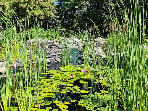 Colleen Zacharias / Free Press
The handsome pond in this Oakbank garden features a waterfall and water lilies.
