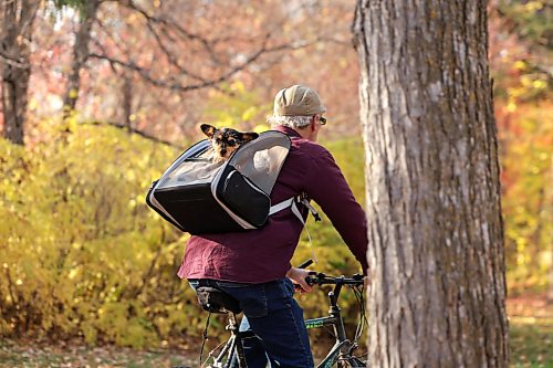 Ruth Bonneville / Free Press

Standup  Dog’s life 

Cookie, a twelve-year-old Yorkie mix, pokes his head out of his carrier during a ride through the brilliant fall colors with his owner, Marty Green, in Munson Park on Tuesday afternoon.

OCT 20TH, 2026
