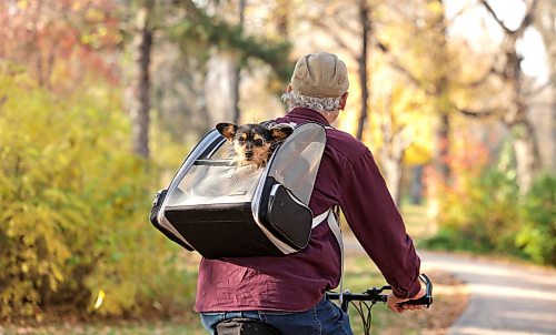 Ruth Bonneville / Free Press

Standup  Dog’s life 

Cookie, a twelve-year-old Yorkie mix, pokes his head out of his carrier during a ride through the brilliant fall colors with his owner, Marty Green, in Munson Park on Tuesday afternoon.

OCT 20TH, 2026
