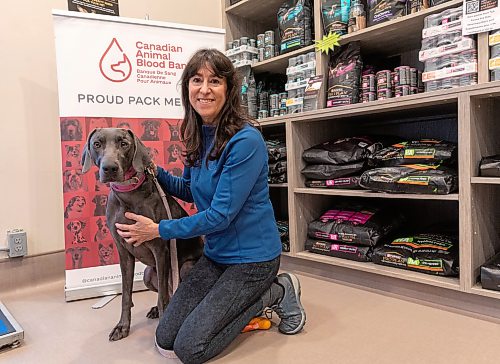 BROOK JONES/FREE PRESS
Canadian Animal Blood Bank volunteer Sophie Ethier is pictured with Freya after the Weimaraner dog donated blood for the CABB at the Alpine Animal Hospital at 10H Keenleyside St. in Winnipeg, Man., Thursday, Oct. 15, 2026.