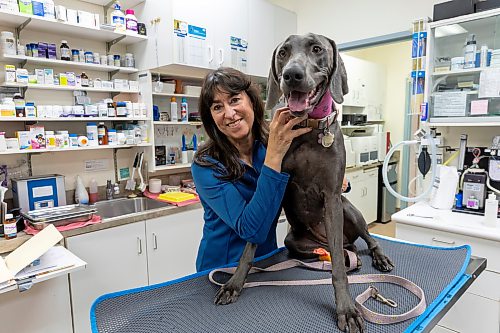 BROOK JONES/FREE PRESS
Canadian Animal Blood Bank volunteer Sophie Ethier is pictured with Freya after the Weimaraner dog donated blood for the CABB at the Alpine Animal Hospital at 10H Keenleyside St. in Winnipeg, Man., Thursday, Oct. 15, 2026.