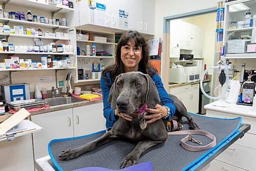 BROOK JONES/FREE PRESS
Canadian Animal Blood Bank volunteer Sophie Ethier is pictured with Freya after the Weimaraner dog donated blood for the CABB at the Alpine Animal Hospital at 10H Keenleyside St. in Winnipeg, Man., Thursday, Oct. 15, 2026.