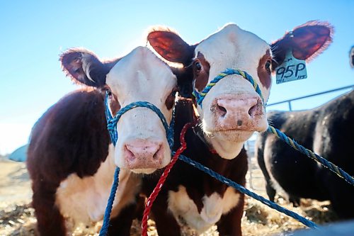 A pair of yearlings prick their ears up at the sound of a camera shutter while tied to a holding pen at the Keystone Centre on Monday. A waiting row of trucks and trailers lined the north parking lot on Monday afternoon, in advance of the Manitoba Ag Ex cattle show, which begins on Wednesday. (Matt Goerzen/The Brandon Sun)