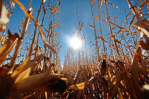 A corn crop glows gold in the Monday afternoon Sun in an unharvested field south of Kemnay. (Matt Goerzen/The Brandon Sun)