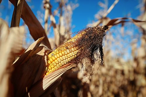 An ear of corn in an unharvested crop south of Kemnay glows gold in the Monday afternoon Sun. (Matt Goerzen/The Brandon Sun)
