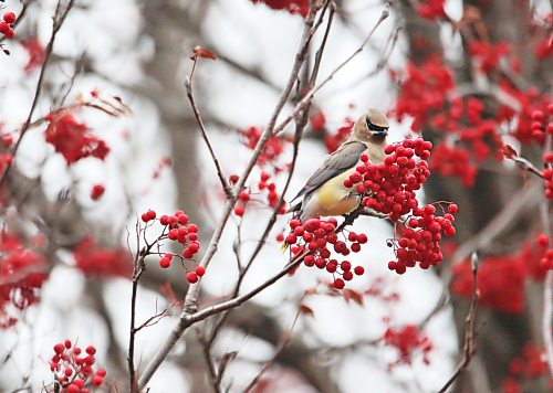 A cedar waxwing feeds on bright red berries in a tree along Imperial Crescent on Tuesday afternoon. (Matt Goerzen/The Brandon Sun)