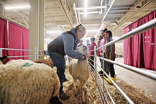 McAuley-area sheep farmer Jeanette Lewis handles one of her herd while talking with students from St. Augustine School at the Keystone Centre on the starting day of Manitoba Ag Ex on Wednesday afternoon. (Matt Goerzen/The Brandon Sun)