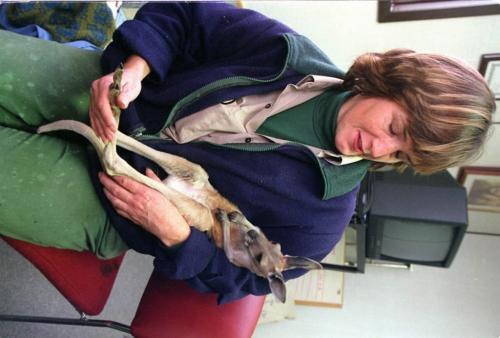 wfp101--kanga--winnipeg--zookeeper janice martin with "foster" a 5 month old kangaroo that has been rejected by it's mother.  the zoo staff are raising it by hand.----ken gigliotti  winnipeg free press