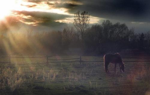 horse in sunset - marc gallant