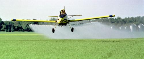 July 7, 1999--Portage la Prairie, MB--Clive Scott, of Edmonton, flies over the Trans-Canada Highway while spraying a wheat field just west of Portage la Prairie Wednesday evening. Scott works of Jonair during the peak spraying season. Photo by Fred Greenslade