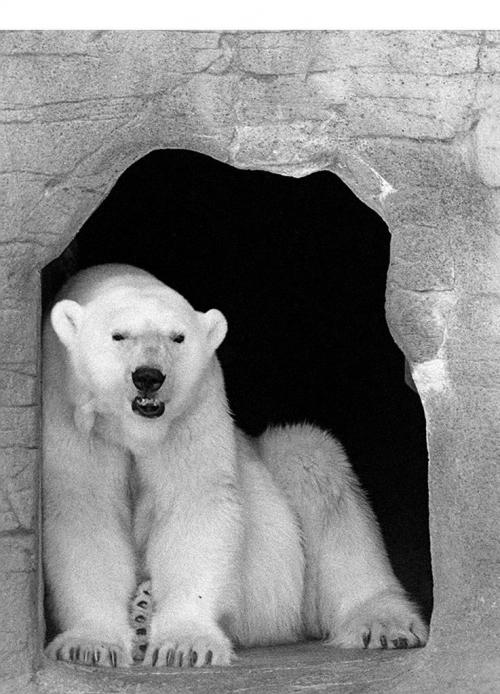 WFP101    Skippy the polar bear is shown in this 1997 file shot. Skippy died today at the Assiniboine Park Zoo in Winnipeg.  B&W only Joe Bryksa  WINNIPEG FREE PRESS