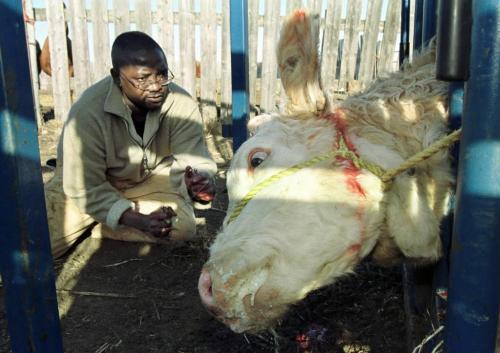 November 23, 1999--Souris, MB--Dr. Ade Jolaosho of the Souris Veterinary Clinic, takes the horns off of a cow on a farm just south-east of Souris Tuesday morning. Dr. Jolaosho, a native of Nigeria, is helping to fill the shortage of rural vets in Manitoba. Photo by Fred Greenslade
