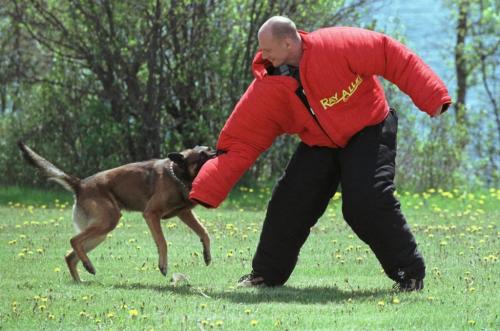 May 26, 1999--Rossburn, MB--Scott Gibbons suits up in protective suit and allows RCMP police dogs to train at camp. RCMP from around the province are currently on two day exercises near Rossburn. Photo by Fred Greenslade