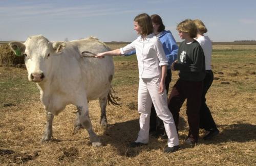 April 30, 2000--Waskada, MB--Sophie Knowles (left), 15, along with other members of the St. Andrew's River Heights United Church youth choir get close to charolais cow to give her a little scratch while taking farm tour near Waskada. The church choir was out to the south-west Manitoba town to sing at the Waskada United Church. Photo by Fred Greenslade