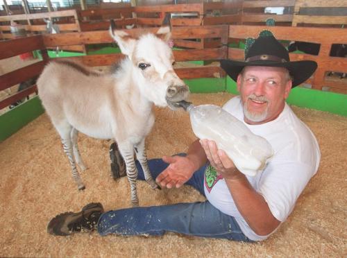Trainer Ken LaSalle of Ontario feeds three-week-old Serengeti zebra-donkey cross foal at the Red River Exhibition in Winnipeg Thursday afternoon. Serengeti's mother is a zebra. Usually zebra-donkey crossbreeds have the donkey as the mother and are referred to as zonkeys. LaSalle calls Serengeti a ze-ass. June 29, 2000. Marc Gallant/Winnipeg Free Press.