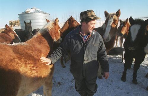 PMU - Charlie Knockaert amongst his colts on his Whispering Hills Ranch near Holland Manitoba.  Dec 5 - 1994 - Jeff de Booy - Winnipeg Free Press