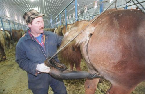 PMU - Charlie Knockaert collecting pregnant mares urine on his Whispering Hills Ranch near Holland Manitoba.  Dec 5 - 1994 - Jeff de Booy - Winnipeg Free Press