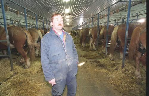 PMU - Charlie Knockaert in the barn on his Whispering Hills Ranch near Holland Manitoba.  Dec 5 - 1994 - Jeff de Booy - Winnipeg Free Press